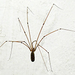 Smeringgopus natalensis male